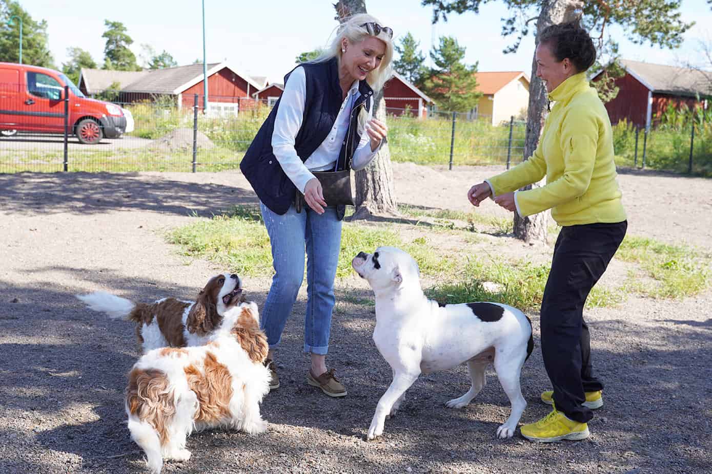 Kustavin koirapuisto saattoi koirat ja ihmiset yhteen