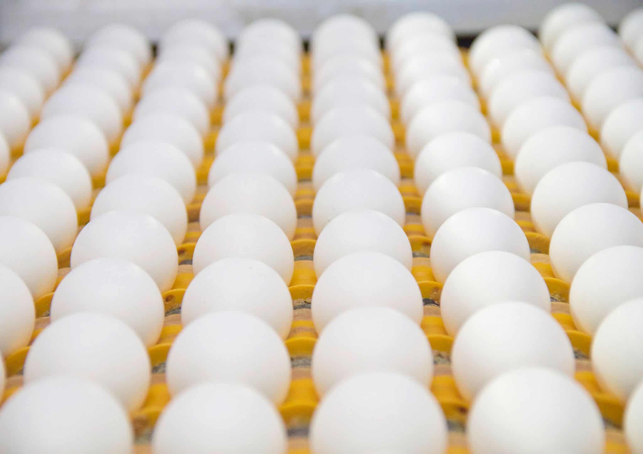 Investointituki vahvistaa kananmunatalon kilpailukykyä