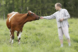 Lehmä ja mies kohtaavat niityllä.