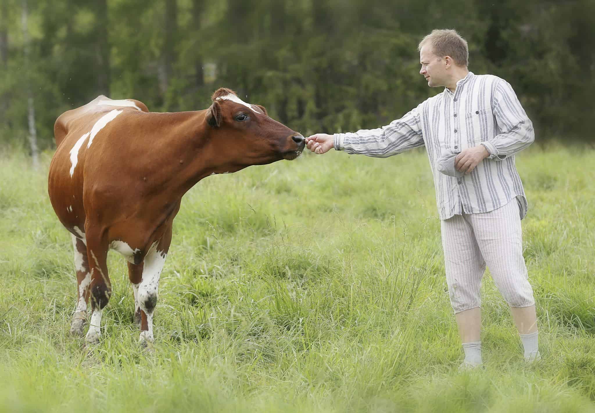 Lehmä ja mies kohtaavat niityllä.