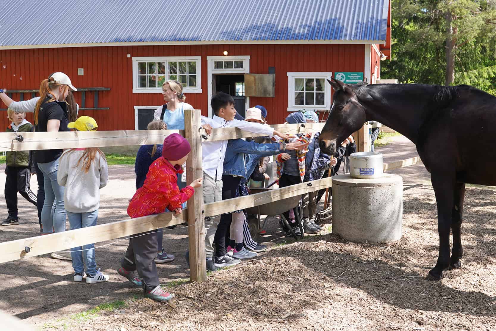 Lapset tervehtivät hevosta aidan takaa.